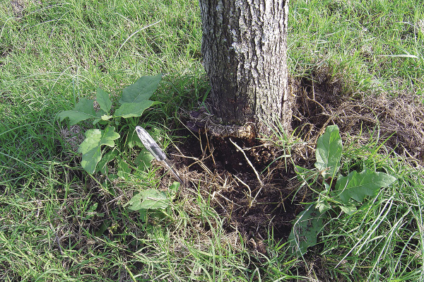 A tree trunk with the dirt dug out from around it. Signs of fungus are visible on the trunk.